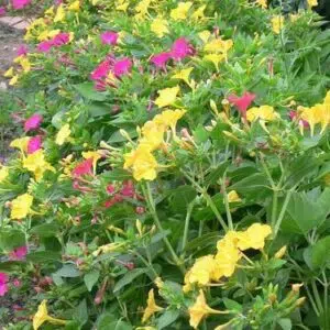 Mirabilis - Bulbo de Flor Natural